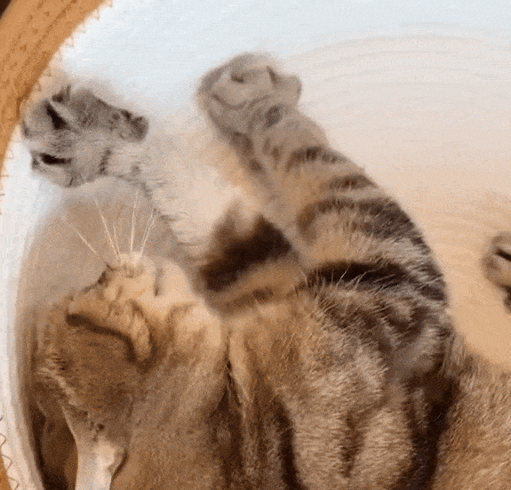 Ontspannen kat in de mand